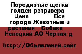Породистые щенки голден ретривера › Цена ­ 25 000 - Все города Животные и растения » Собаки   . Ненецкий АО,Черная д.